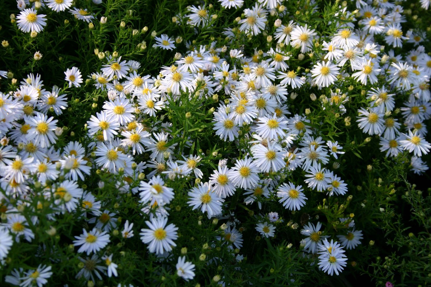 Aster dumosus 'Apollo' (Kissen-Aster) Aster dumosus 'Apollo' (Kissen-Aster)