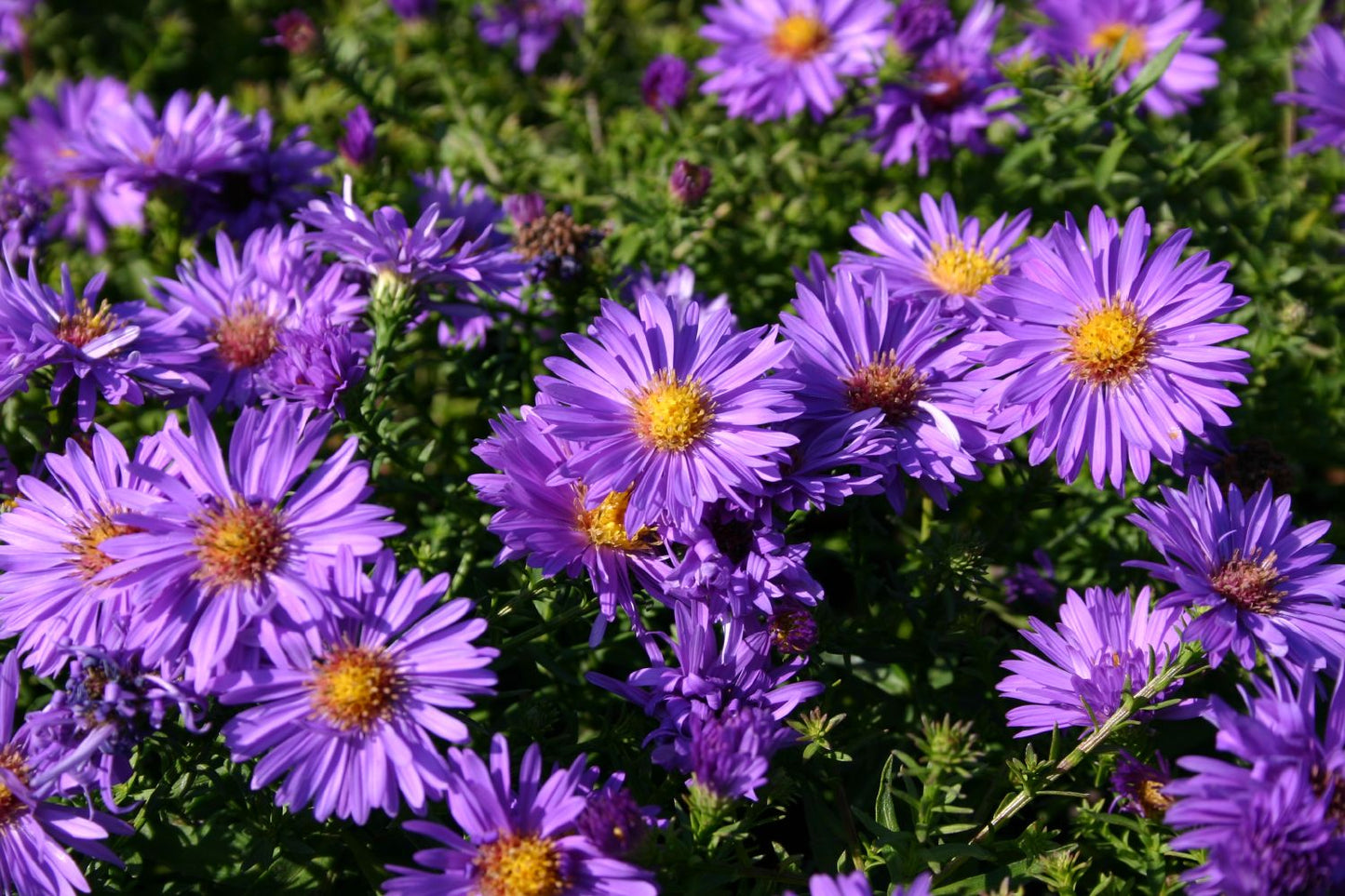 Aster dumosus 'Augenweide' Kissen-Aster