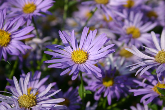 Aster x frikartii 'Mönch' Frikarts Aster