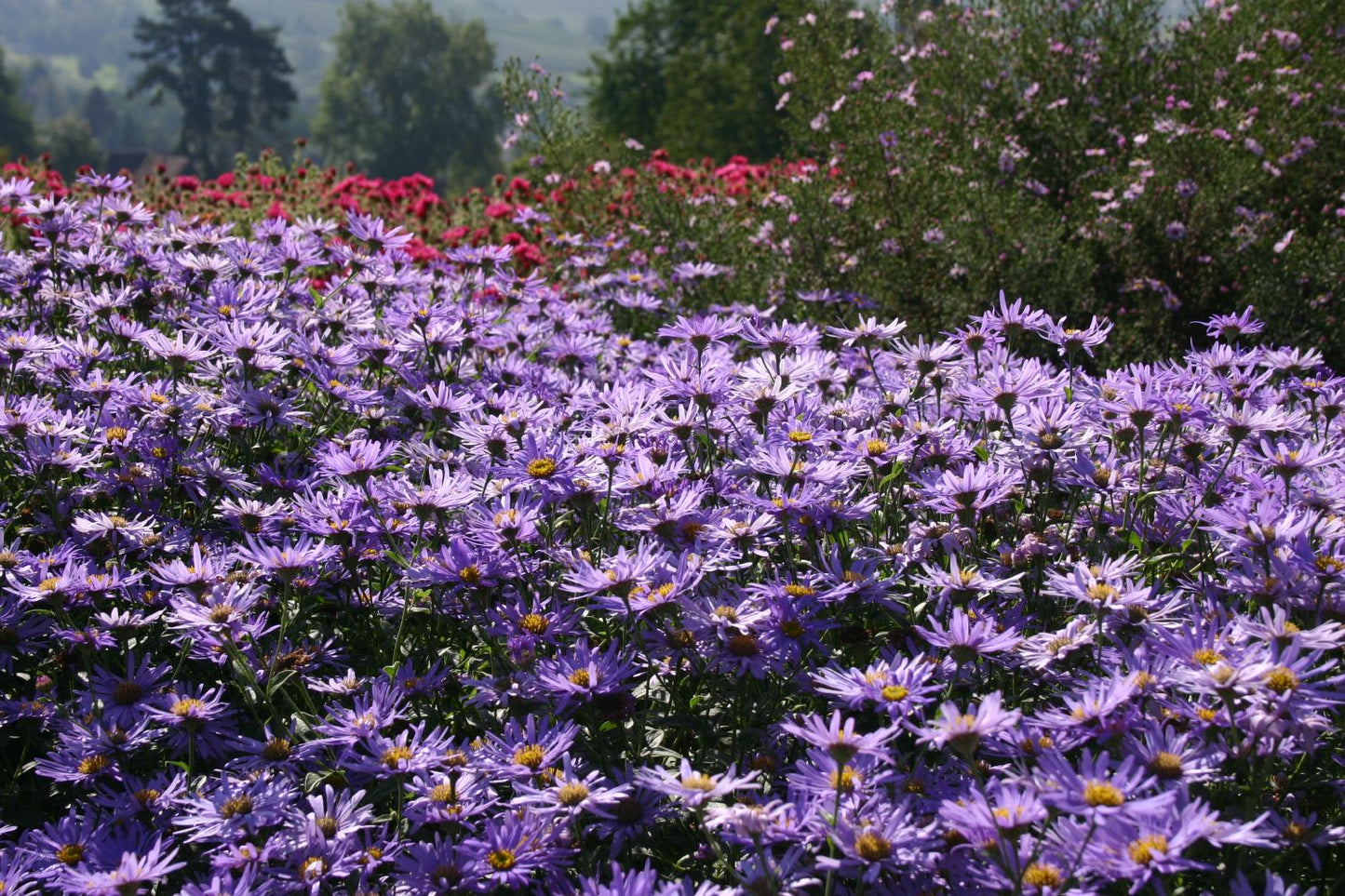 Aster x frikartii 'Mönch' (Frikarts Aster)