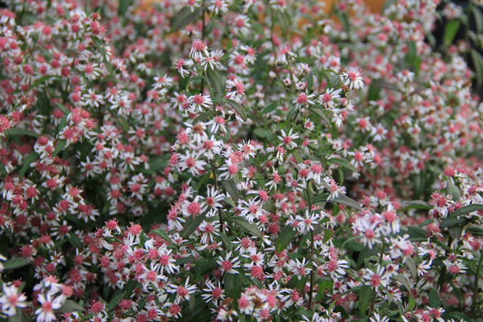 Aster lateriflorus 'Lady in Black' Waagerechte Gartenaster