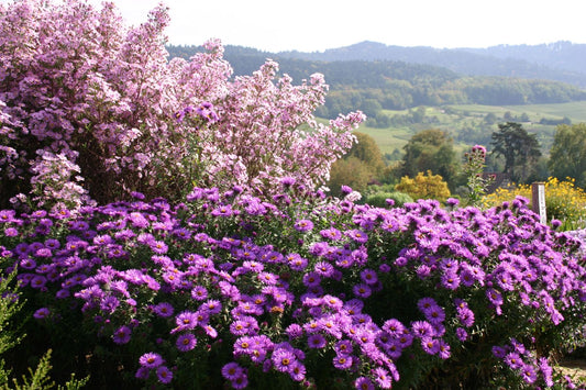 Aster novae-angliae 'Purple Dome' Raublatt-Aster