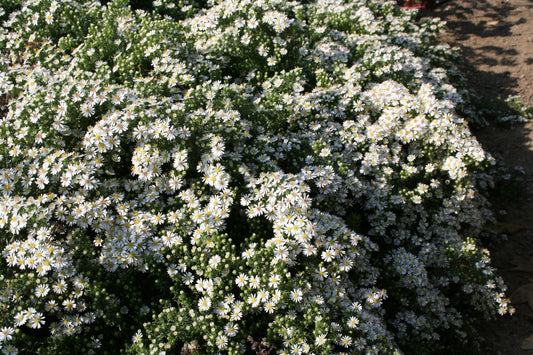 Aster pansus 'Snowflurry' Garten-Teppich-Aster