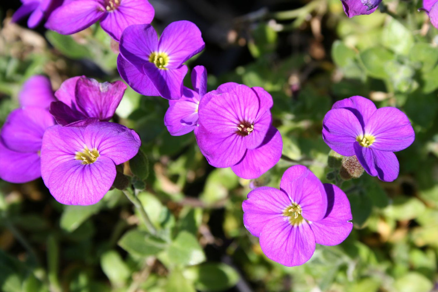 Aubrieta 'Kitte' Garten Blaukissen