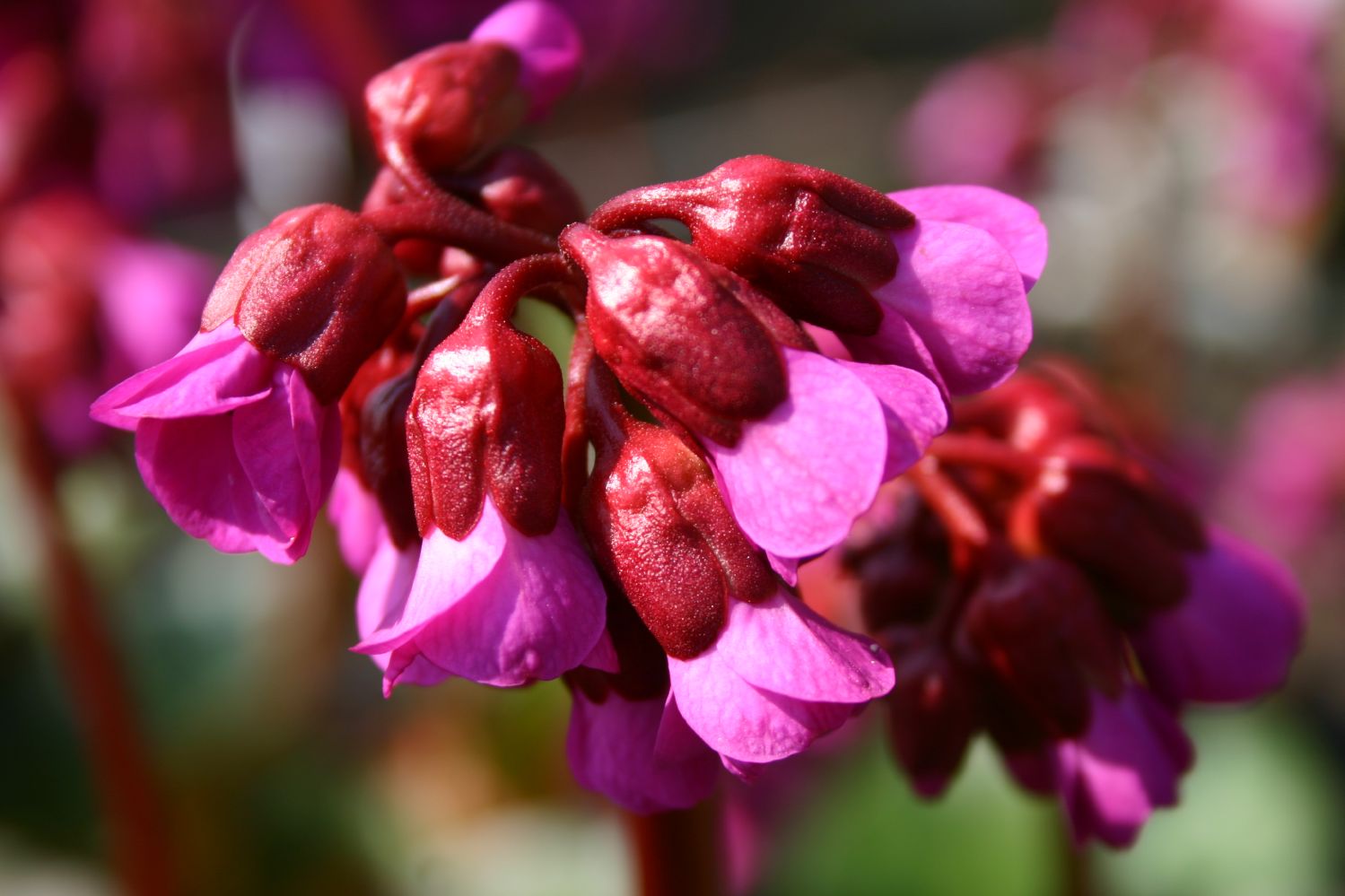 Bergenia cordifolia 'Eroica' Bergenie
