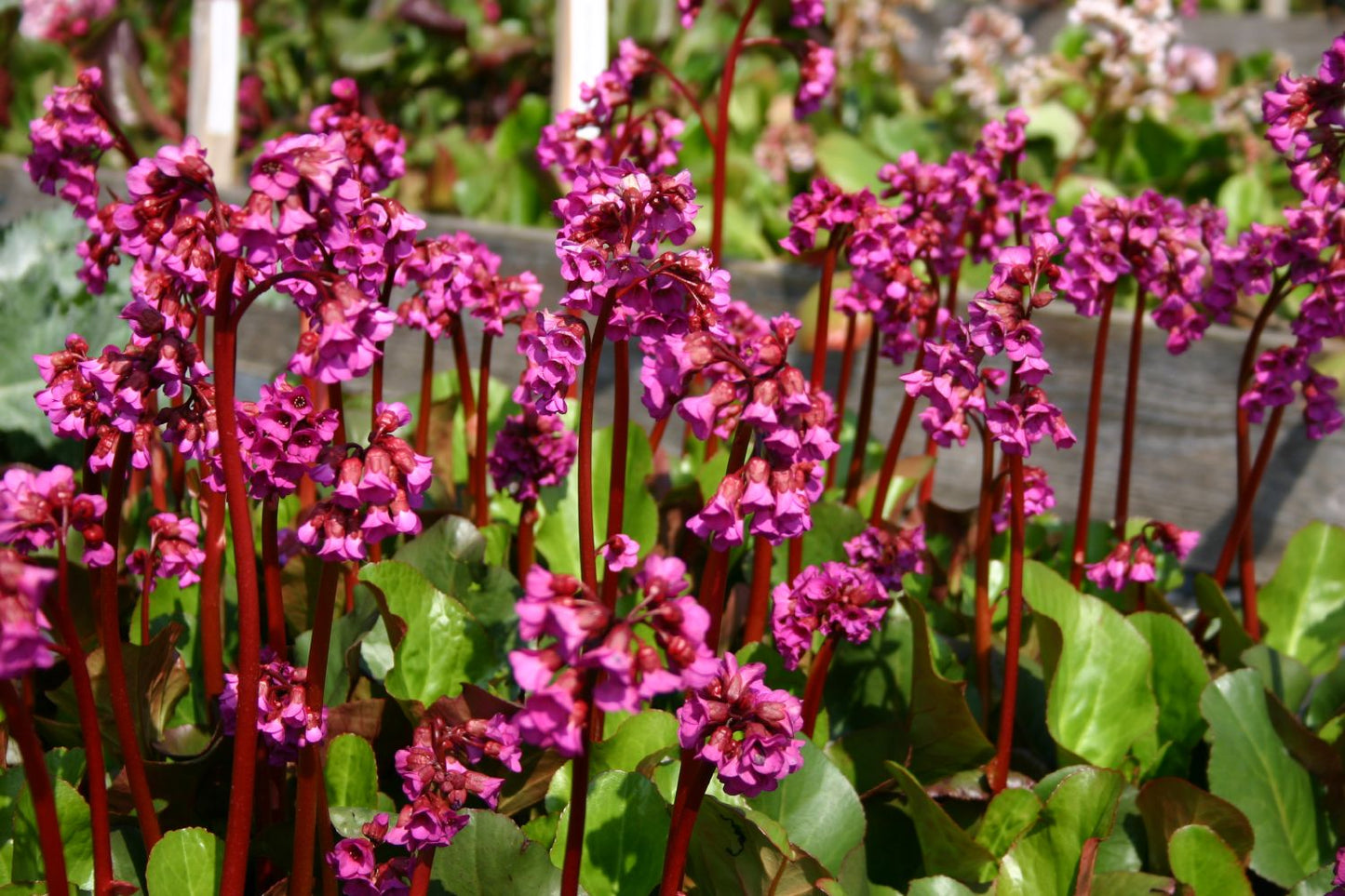 Bergenia cordifolia 'Eroica' (Bergenie)