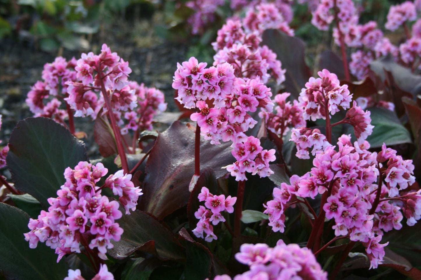 Bergenia cordifolia 'Rosa Zeiten' (Garten-Bergenie)