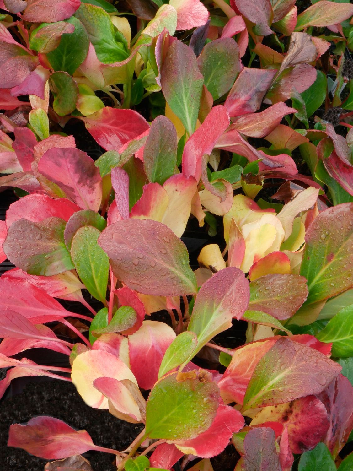 Bergenia cordifolia 'Rosa Zeiten' (Garten-Bergenie)