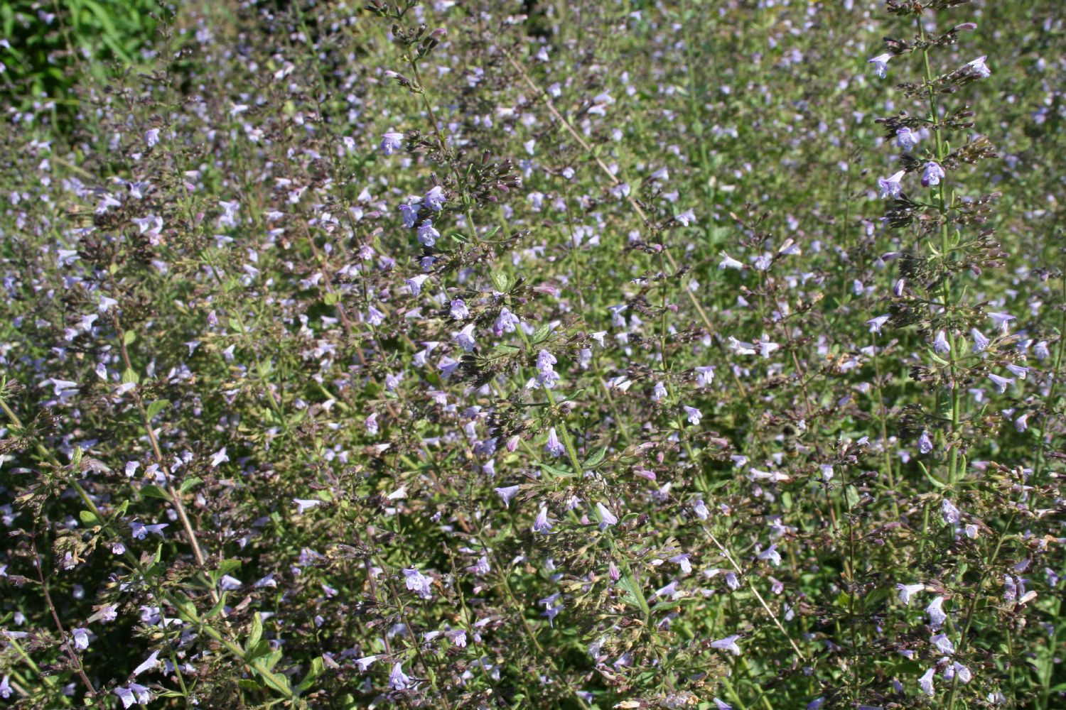Calamintha nepeta 'Blue Cloud' Bergminze | Steinquendel