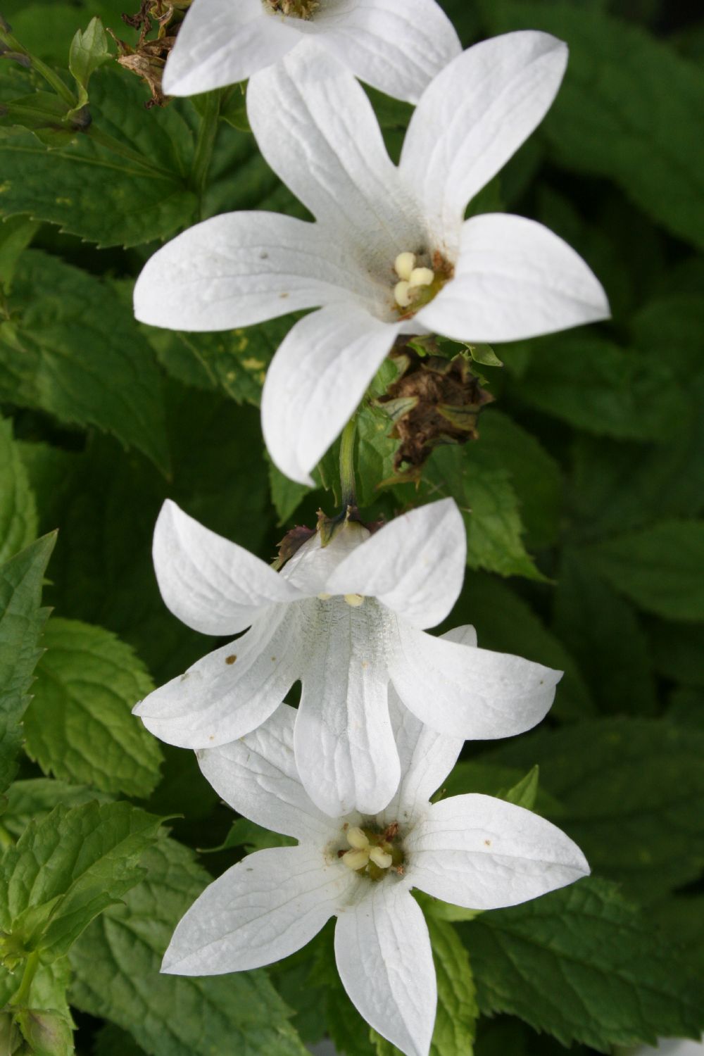 Campanula lactiflora 'Alba' Dolden-Glockenblume