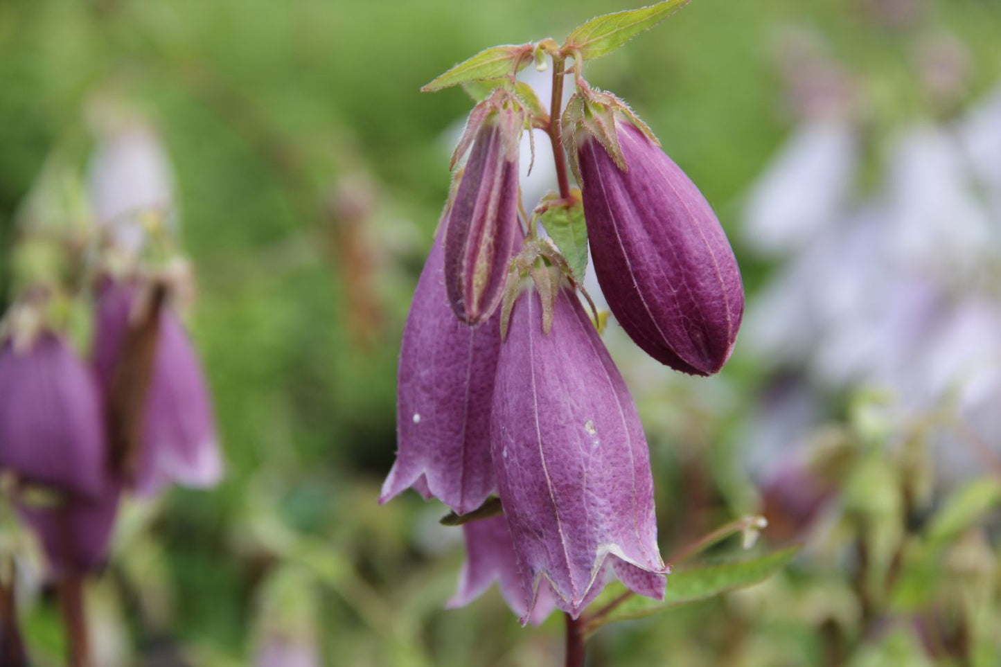 Campanula punctata 'Rubriflora' (Großblütige Glockenblume)