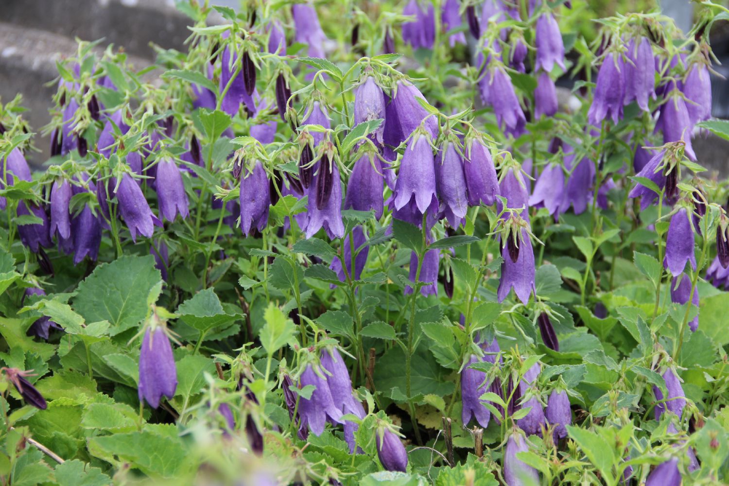 Campanula x punctata 'Sarastro' Großblütige Glockenblume