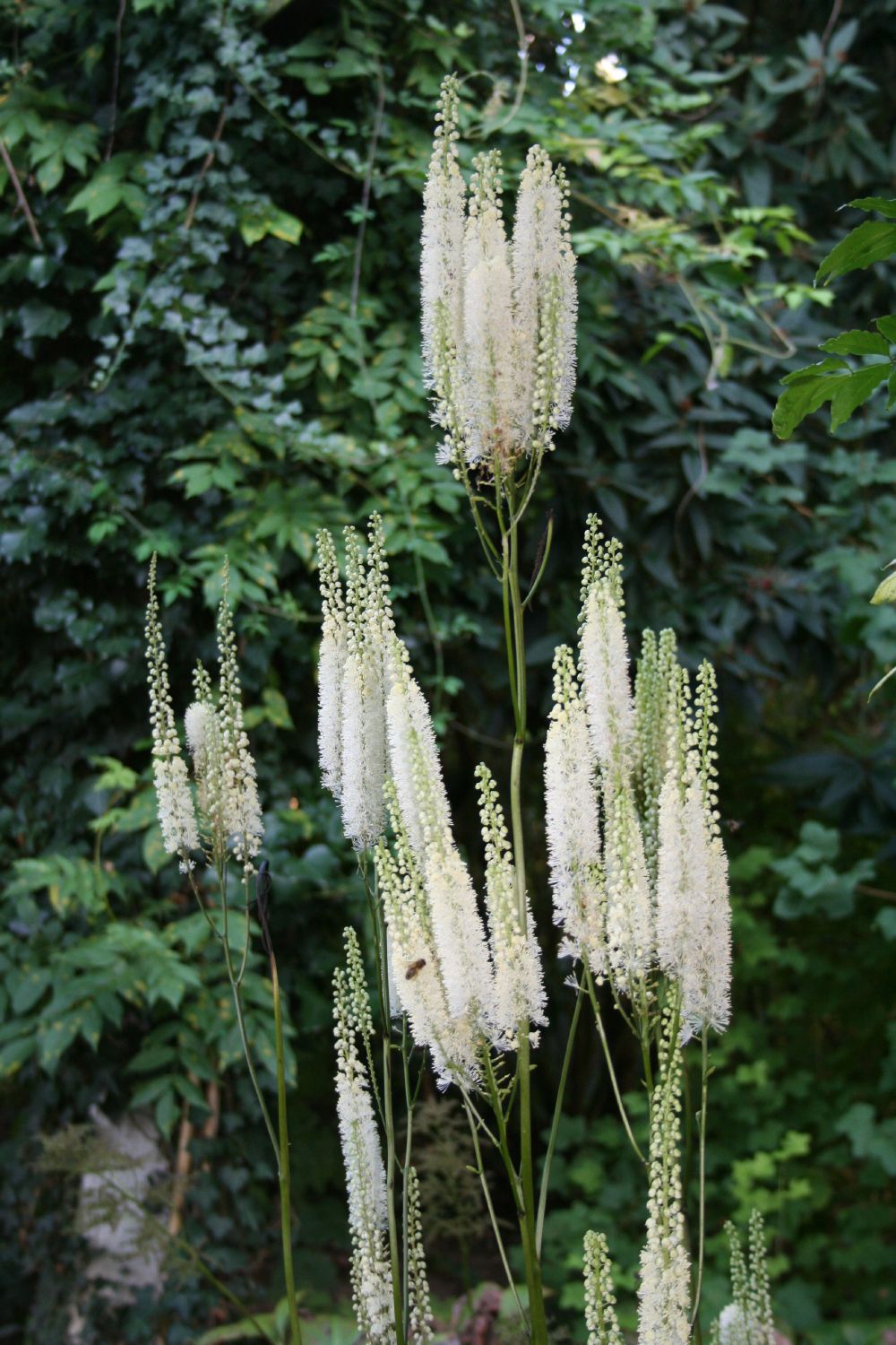 Cimicifuga simplex 'White Pearl' Oktober-Silberkerze