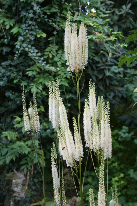 Cimicifuga simplex 'White Pearl' Oktober-Silberkerze