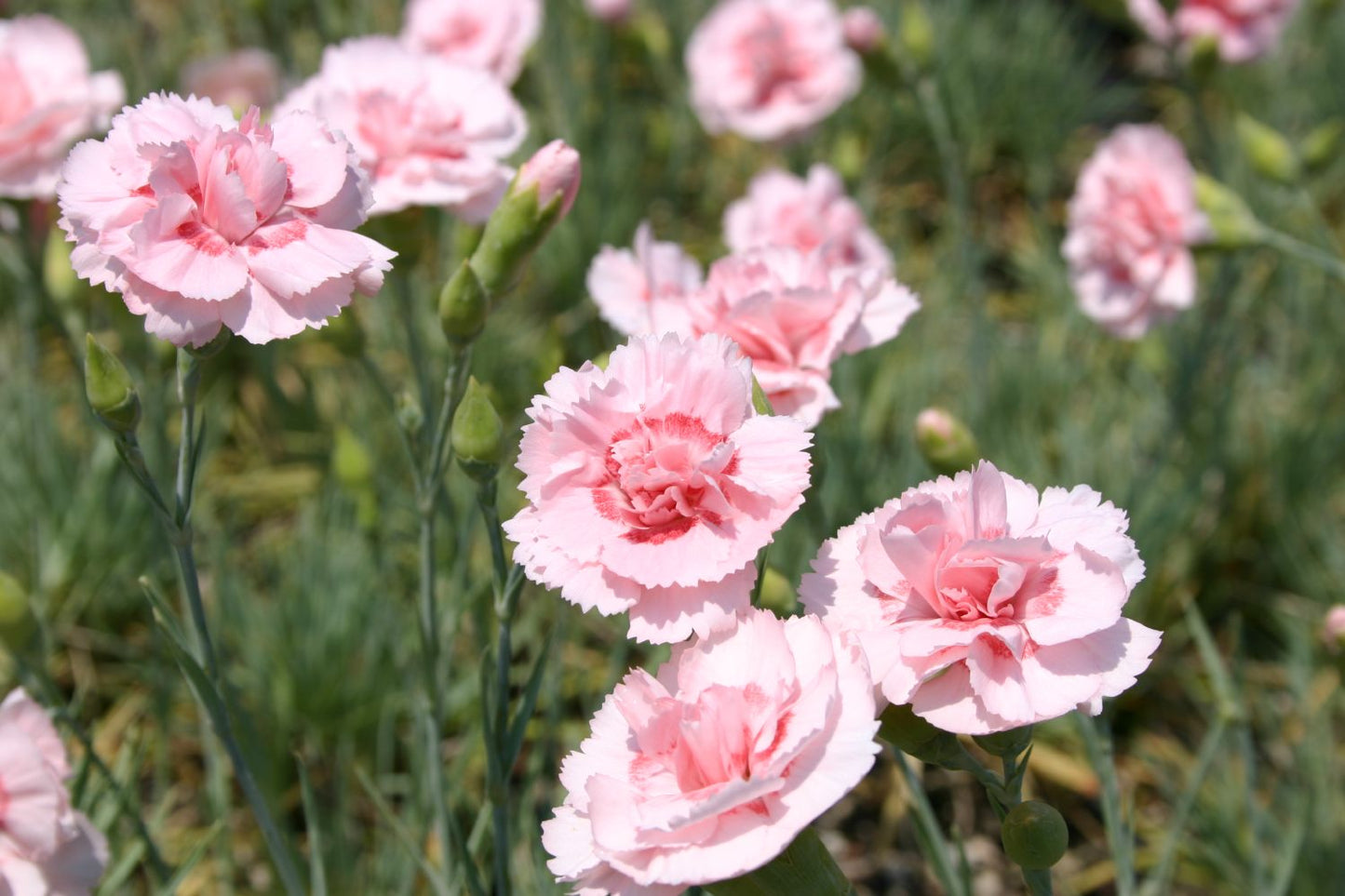 Dianthus plumarius 'Doris' (Garten-Feder-Nelke)