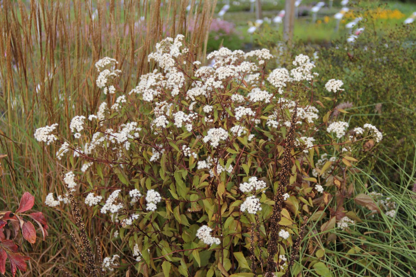 Eupatorium rugosum 'Chocolate' (Braunblättriger Garten-Wasserdost)