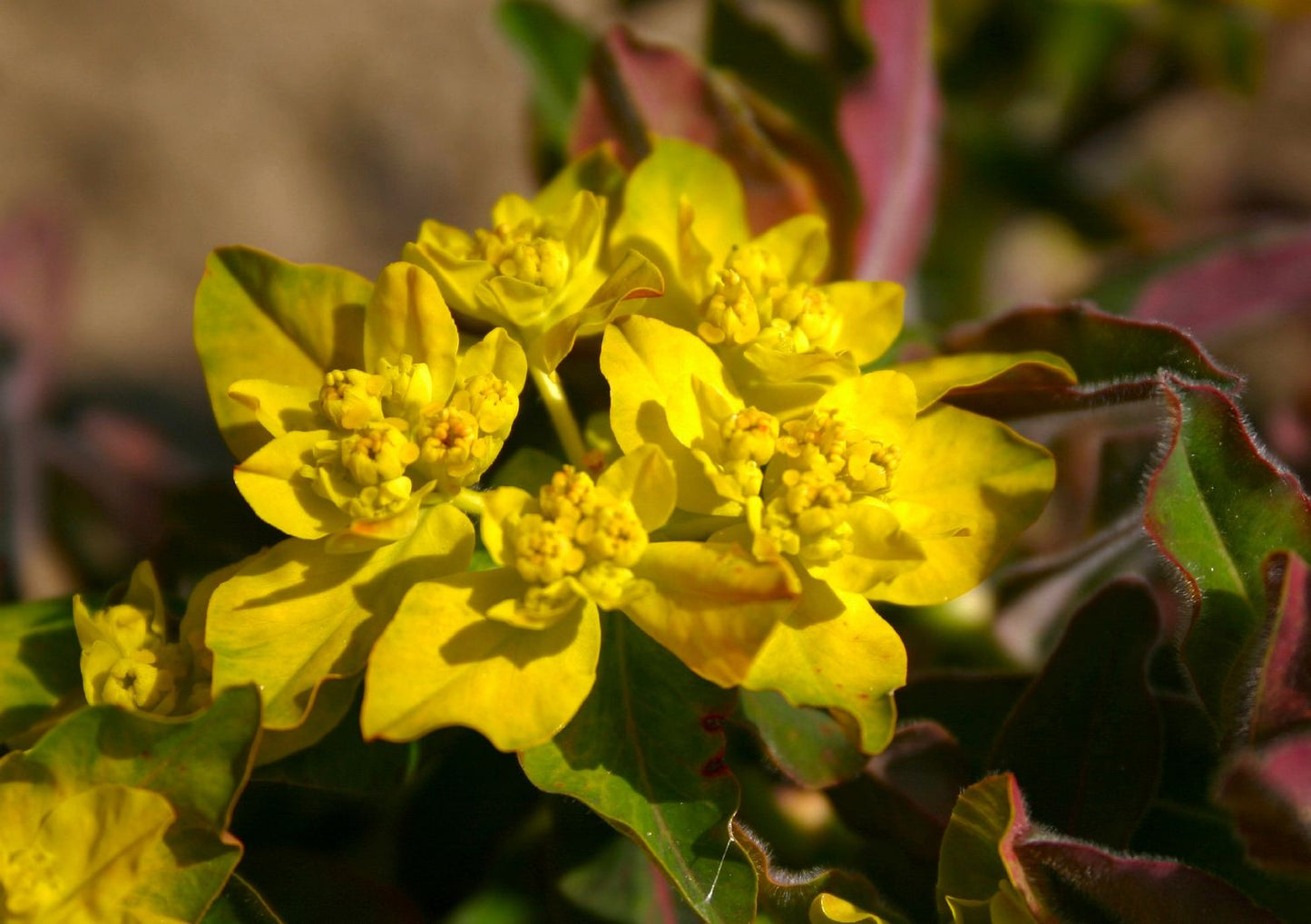 Euphorbia polychroma 'Purpurea' Braunrotblättrige Garten-Wolfsmilch