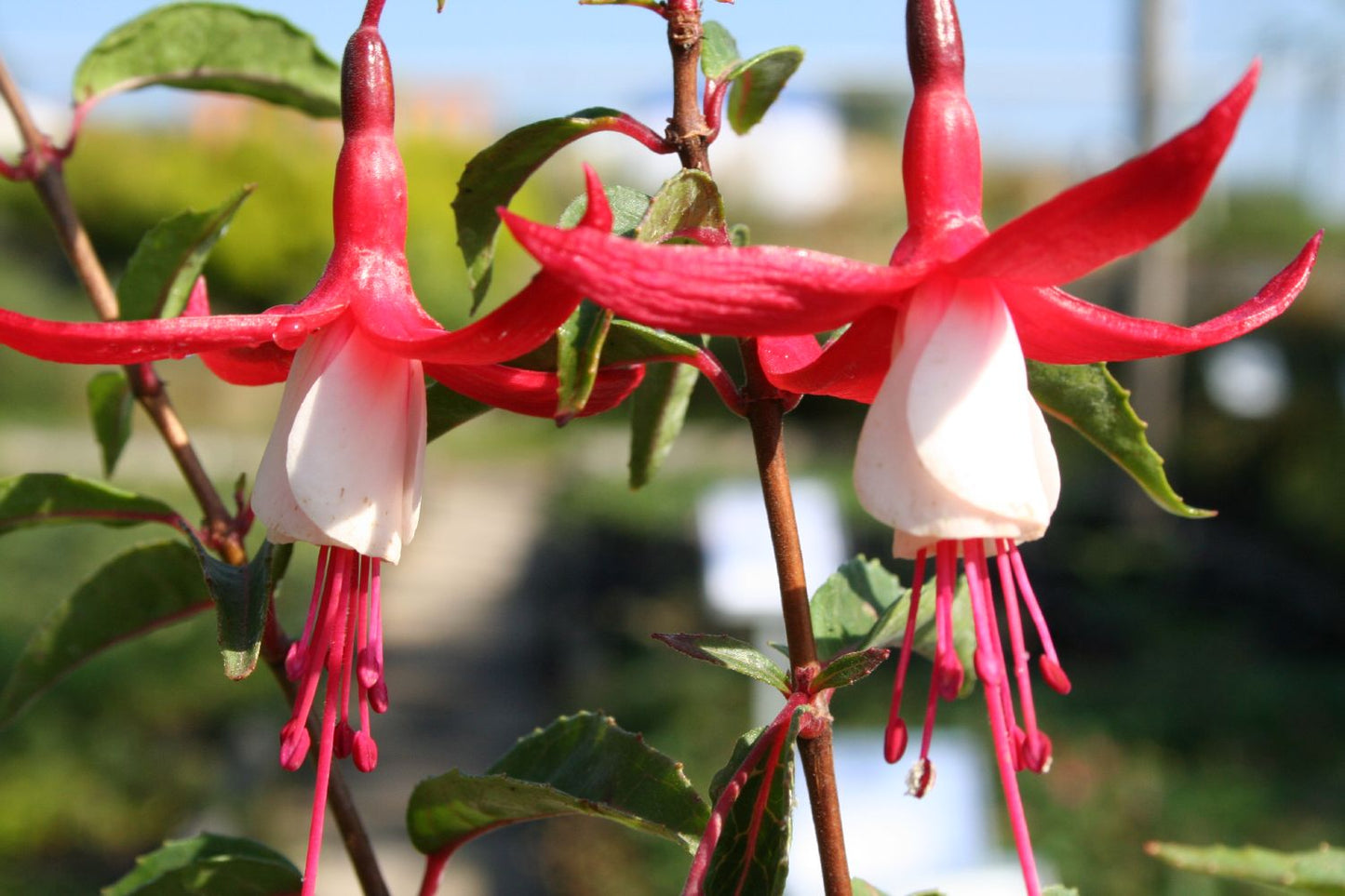 Fuchsia magellanica 'Mme.Cornelissen' Fuchsie