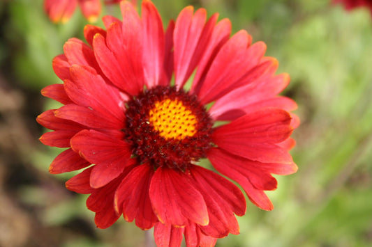 Gaillardia x grandiflora 'Burgunder' Großblumige Kokardenblume