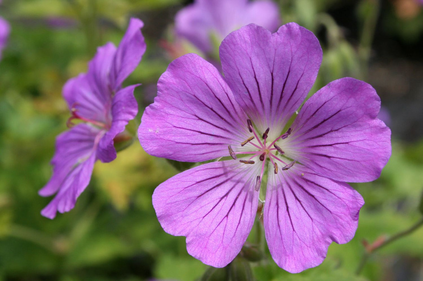 Geranium x gracile 'Sirak' Garten-Storchschnabel