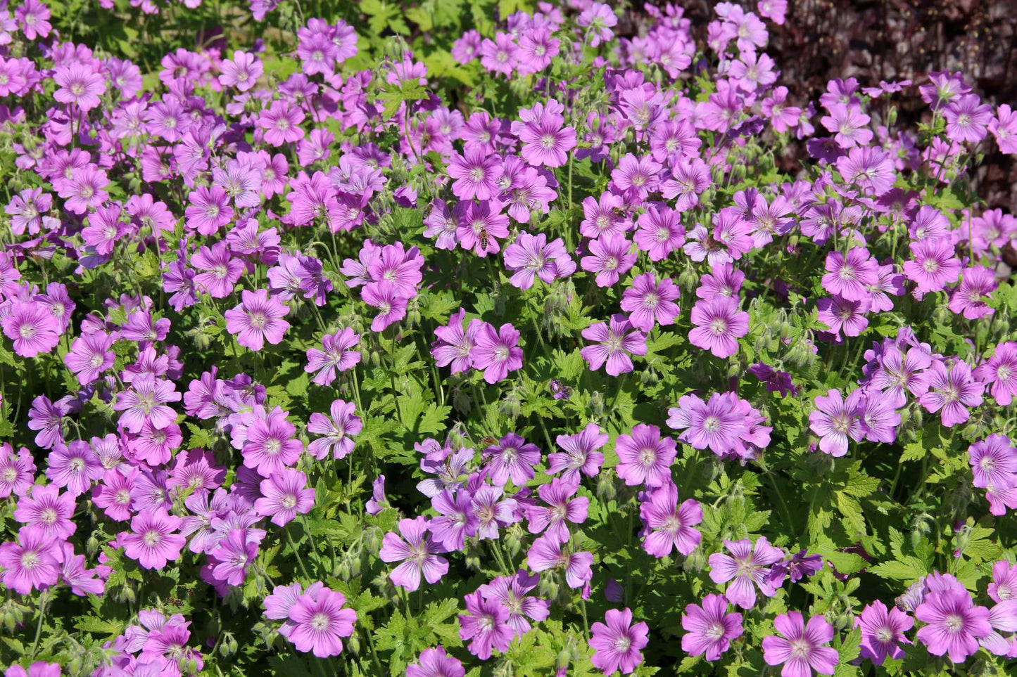 Geranium x gracile 'Sirak' (Garten-Storchschnabel)