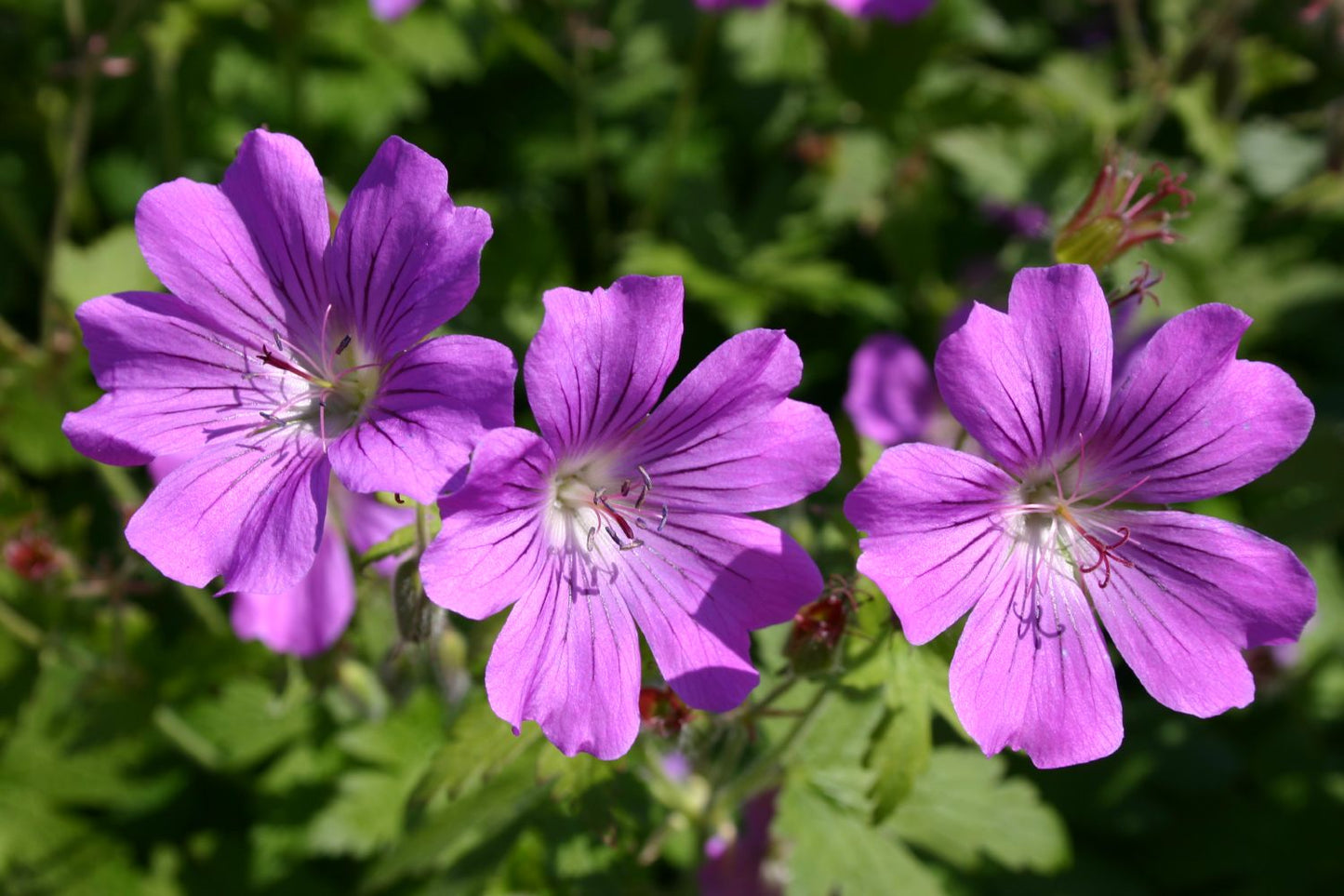 Geranium x gracile 'Sirak' (Garten-Storchschnabel)