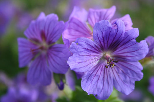 Geranium x magnificum 'Rosemoor' Prachtstorchschnabel