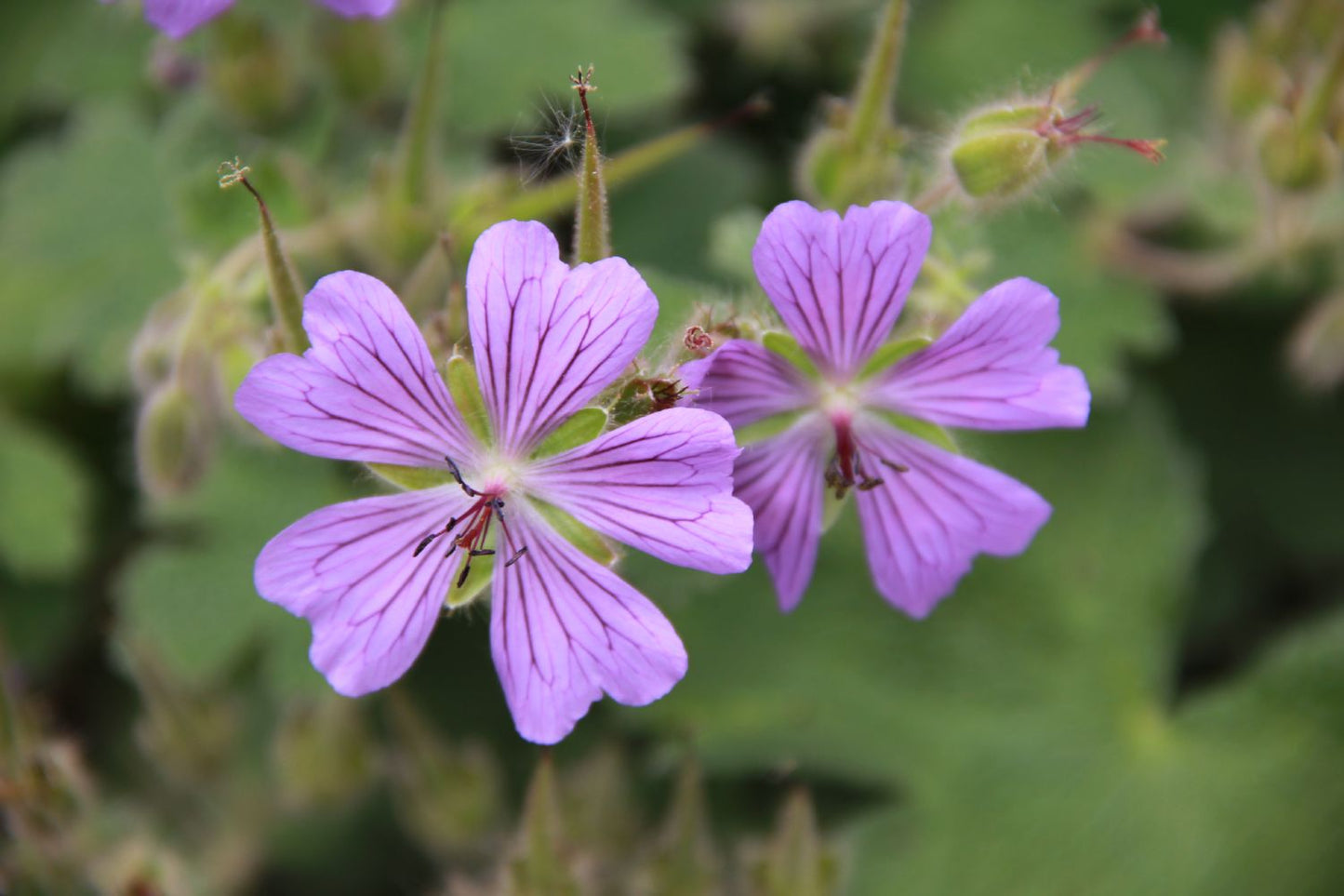 Geranium renardii 'Philippe Vapelle' Garten-Storchschnabel