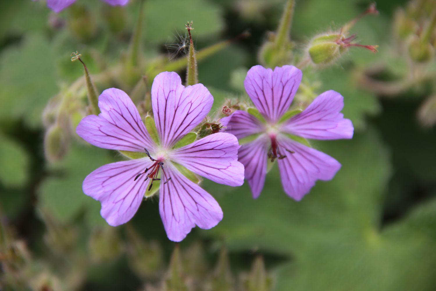 Geranium renardii 'Philippe Vapelle' Garten-Storchschnabel