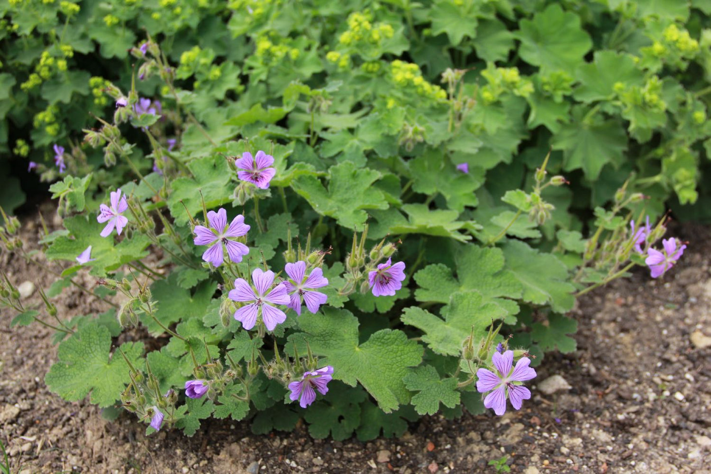 Geranium renardii 'Philippe Vapelle' (Garten-Storchschnabel)