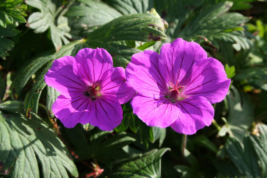 Geranium sanguineum 'Tiny Monster' Blutstorchschnabel