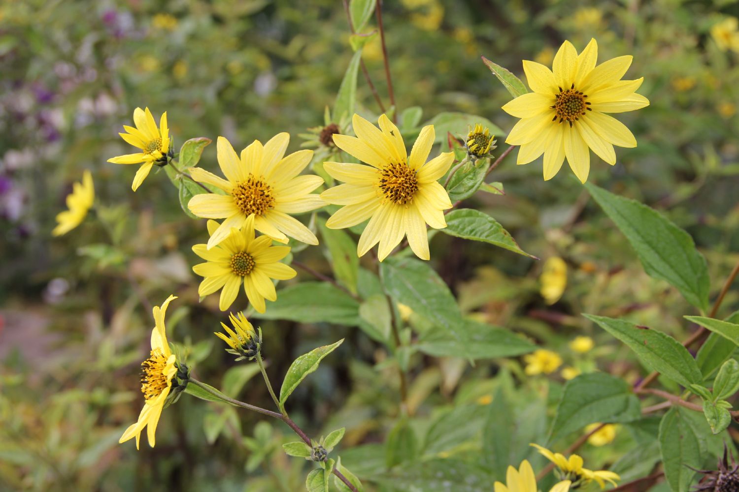 Helianthus microcephalus 'Lemon Queen' Kleinblumige Sonnenblume