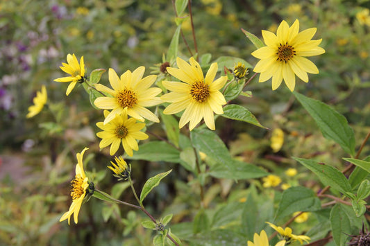 Helianthus microcephalus 'Lemon Queen' Kleinblumige Sonnenblume