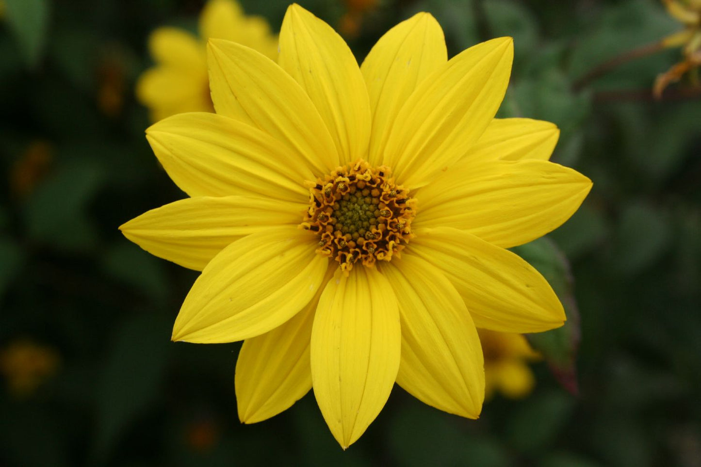 Helianthus microcephalus 'Lemon Queen' (Kleinblumige Sonnenblume)