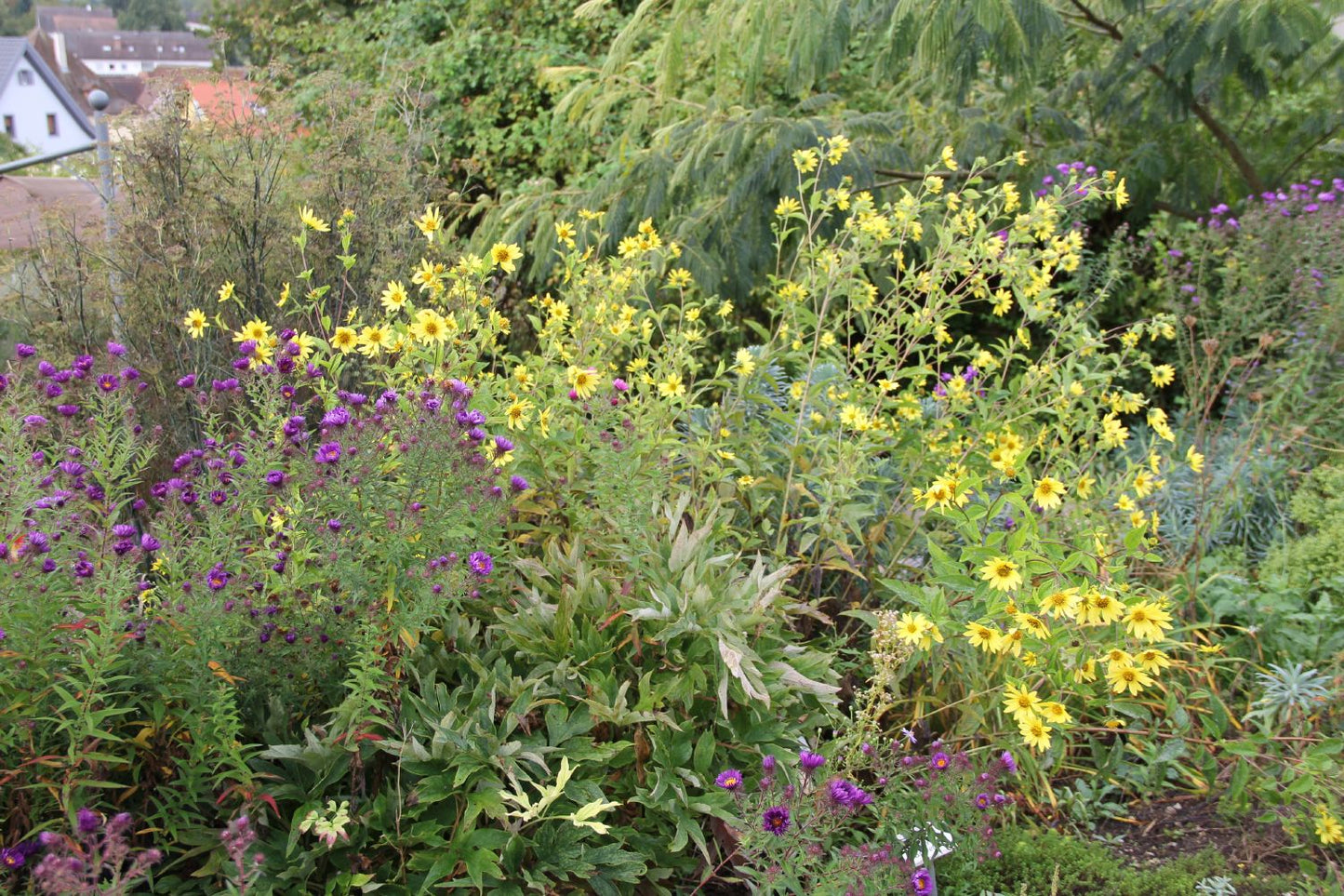 Helianthus microcephalus 'Lemon Queen' (Kleinblumige Sonnenblume)