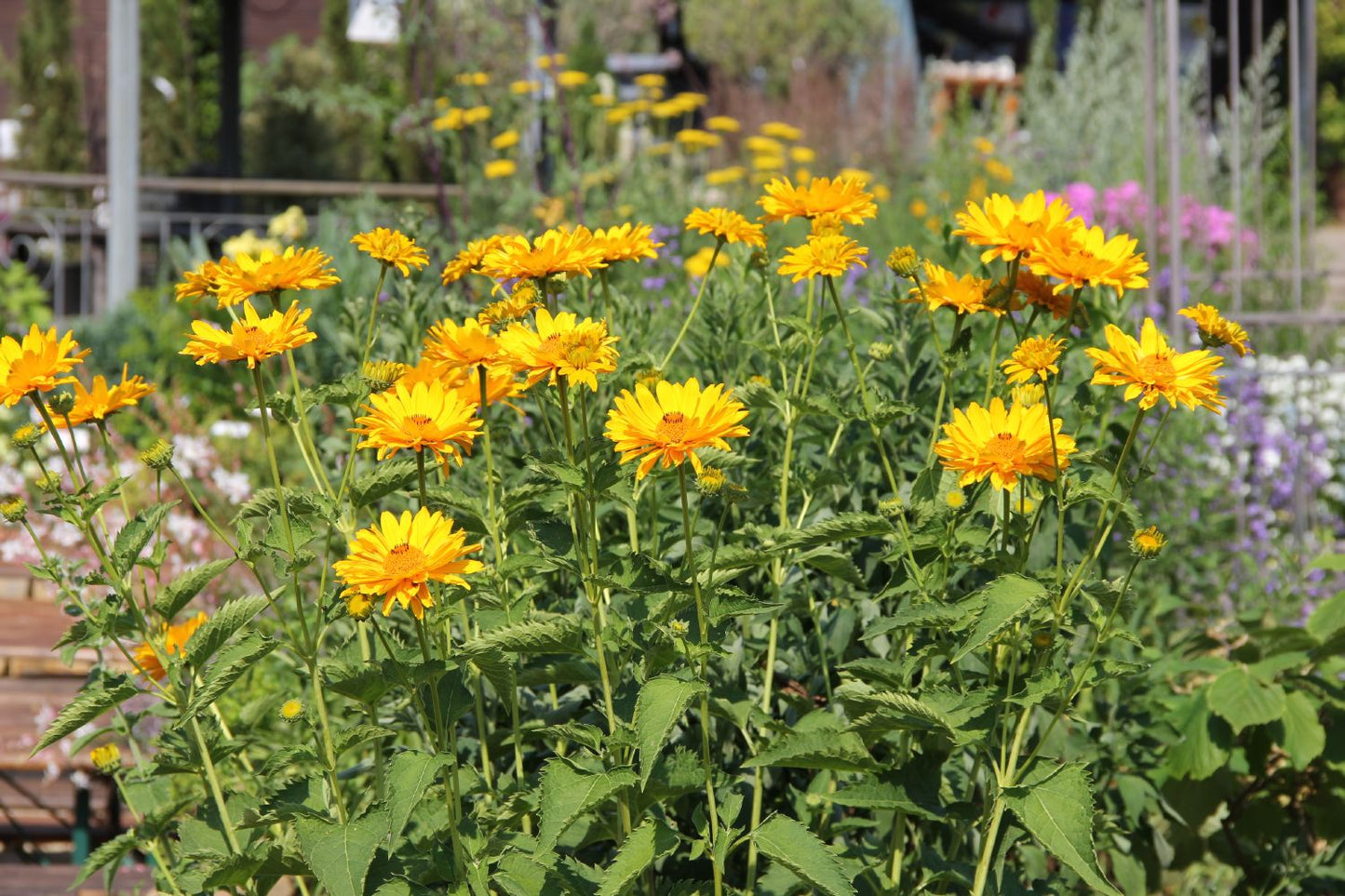 Heliopsis scabra 'Venus' (Garten-Sonnenauge)