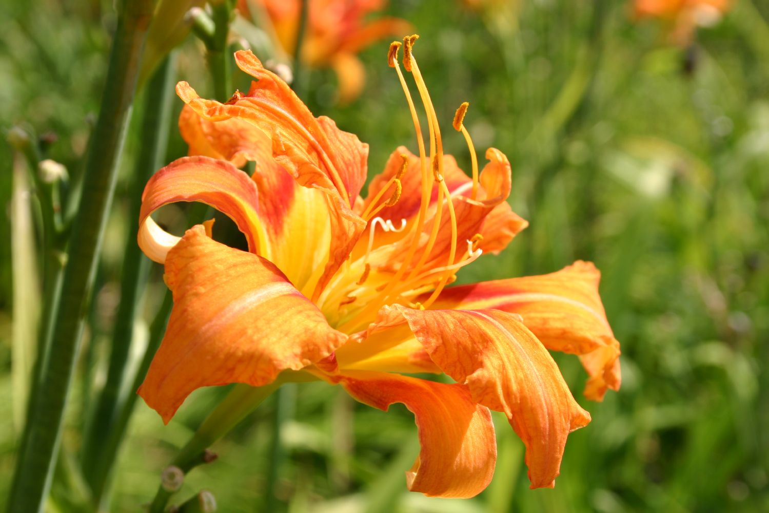 Hemerocallis fulva 'Kwanso' Gefülltblühende Garten-Taglilie