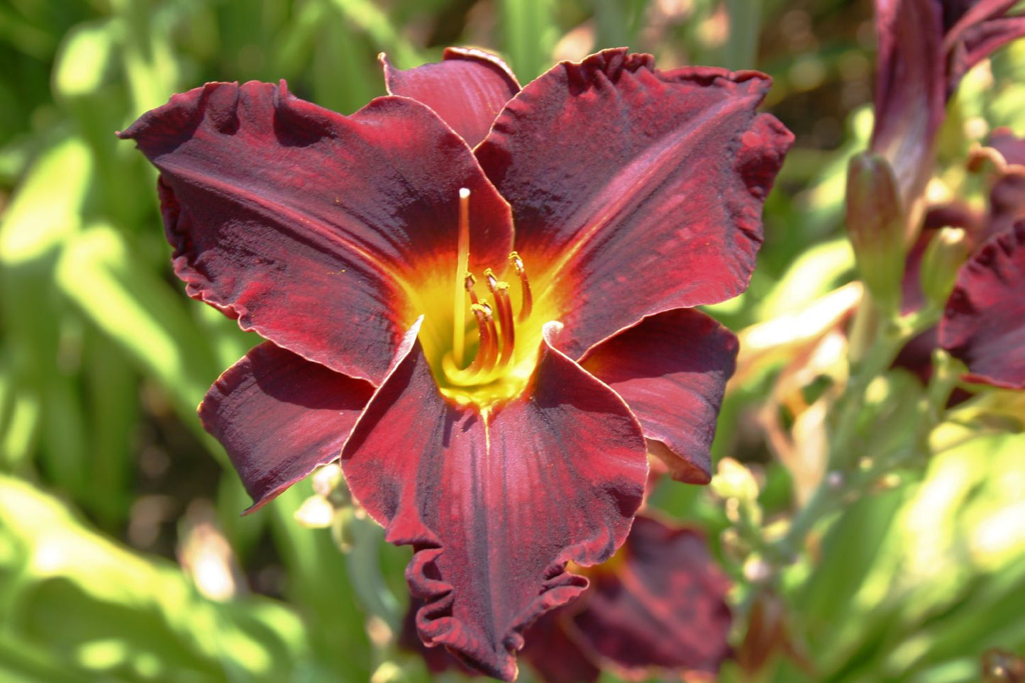 Hemerocallis 'Ed Murray' Kleinblumige Taglilie