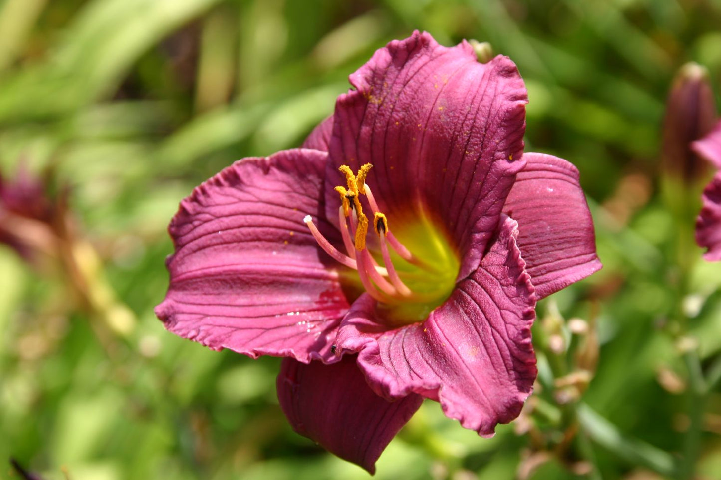 Hemerocallis 'Little Grapette' Miniaturblütige Taglilie