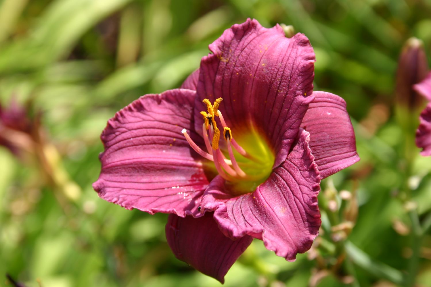 Hemerocallis 'Little Grapette' Miniaturblütige Taglilie