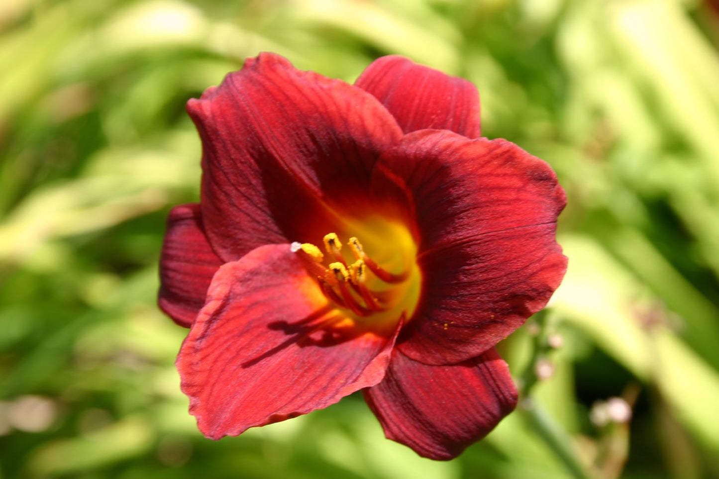 Hemerocallis 'Little Joy' Miniaturblütige Taglilie