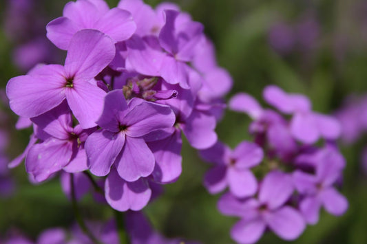 Hesperis matronalis Gewöhnliche Nachtviole