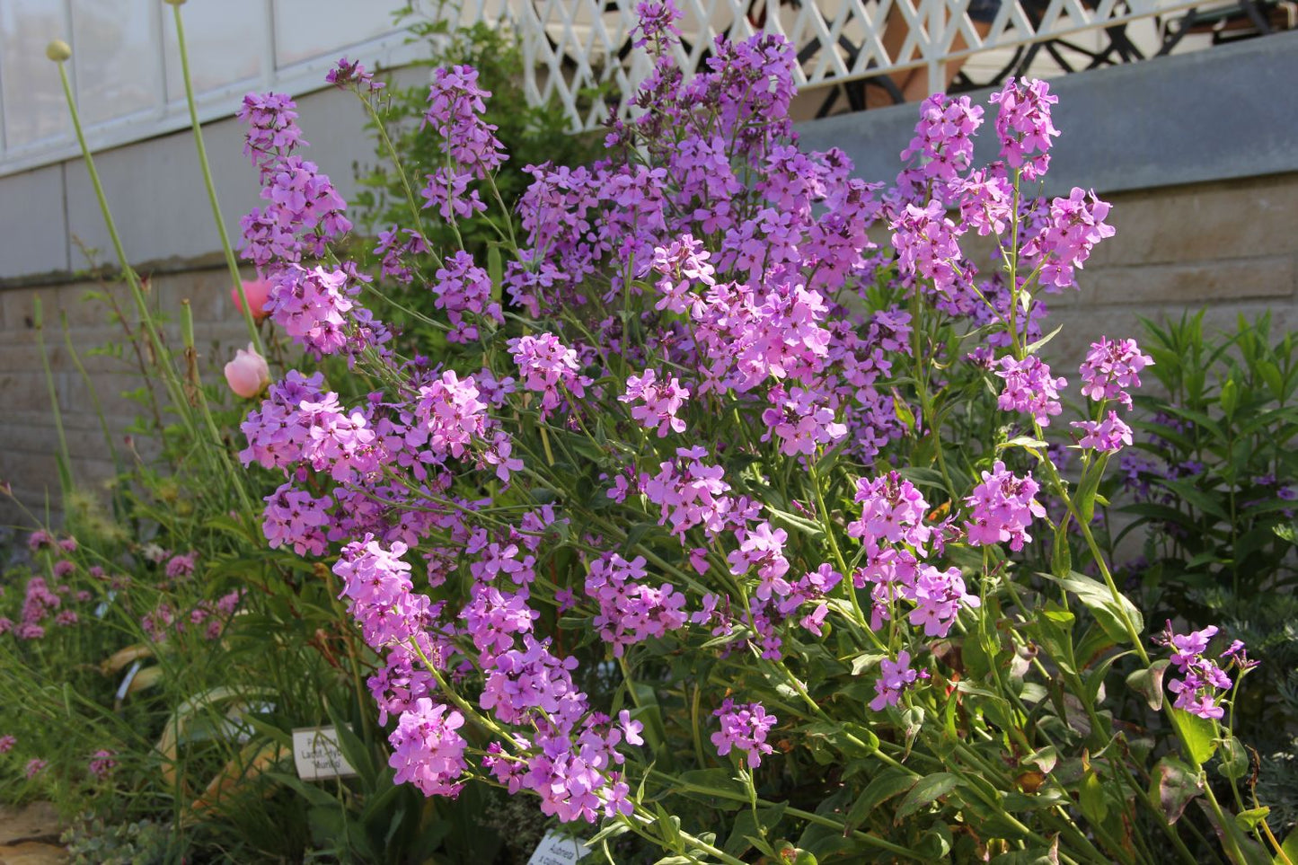 Hesperis matronalis (Gewöhnliche Nachtviole)