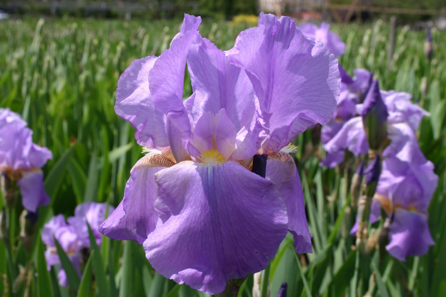 Iris Barbata-Elatior 'Lovely Again' Hohe Garten-Schwertlilie