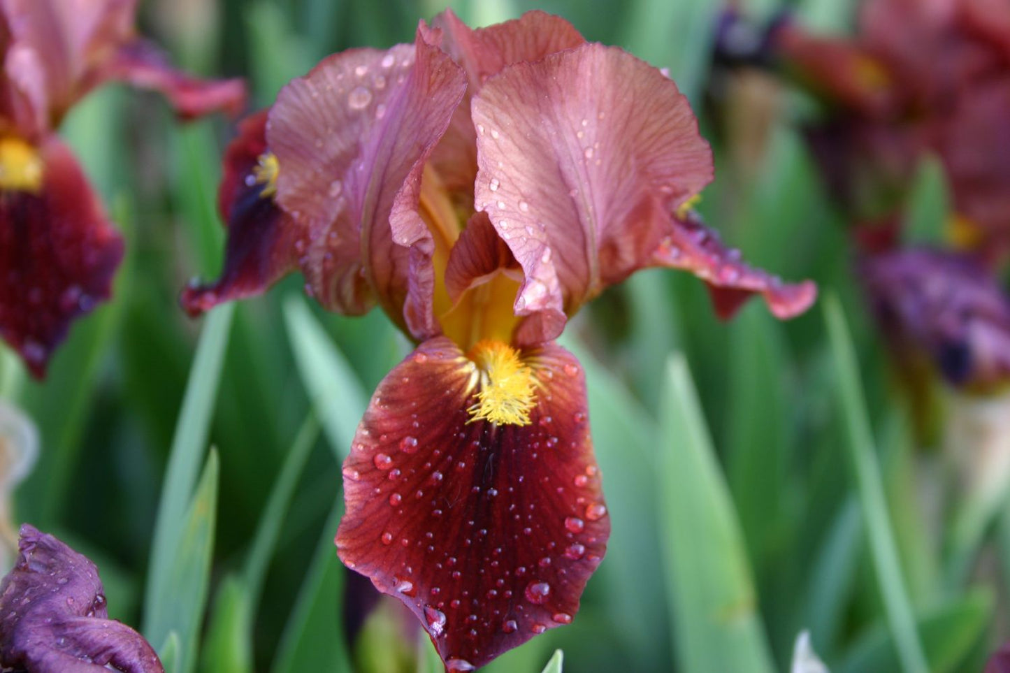 Iris Barbata-Nana 'Little Buccaneer' Zwergige Garten-Schwertlilie
