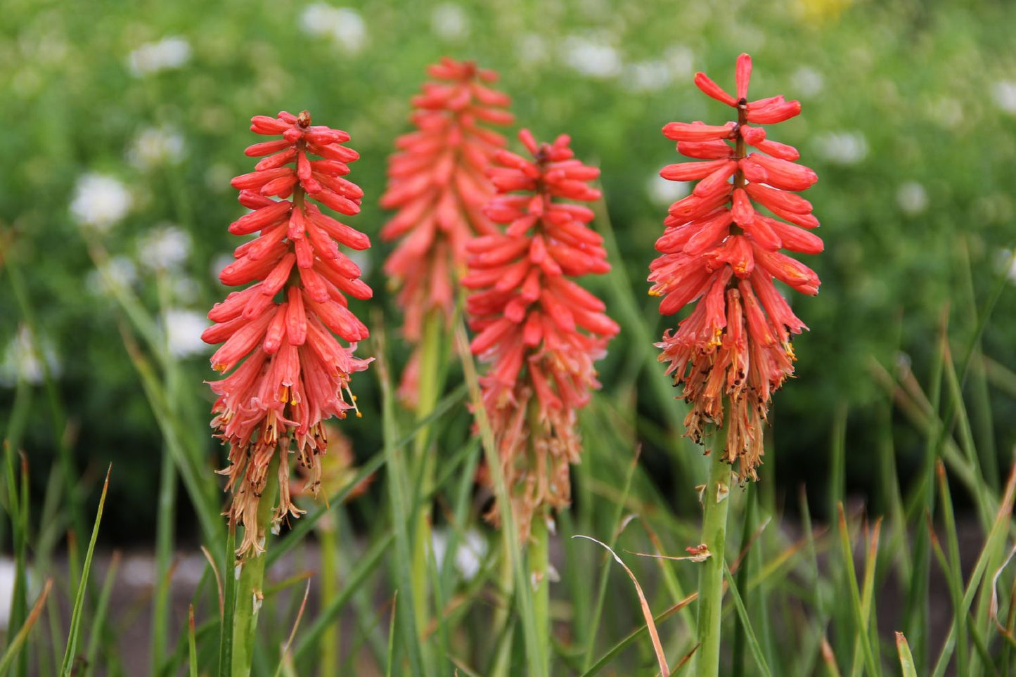 Kniphofia 'Redhot Popsicle' Garten-Fackellilie