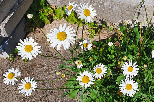 Leucanthemum vulgare 'Maikönigin' Kleine Garten-Margerite