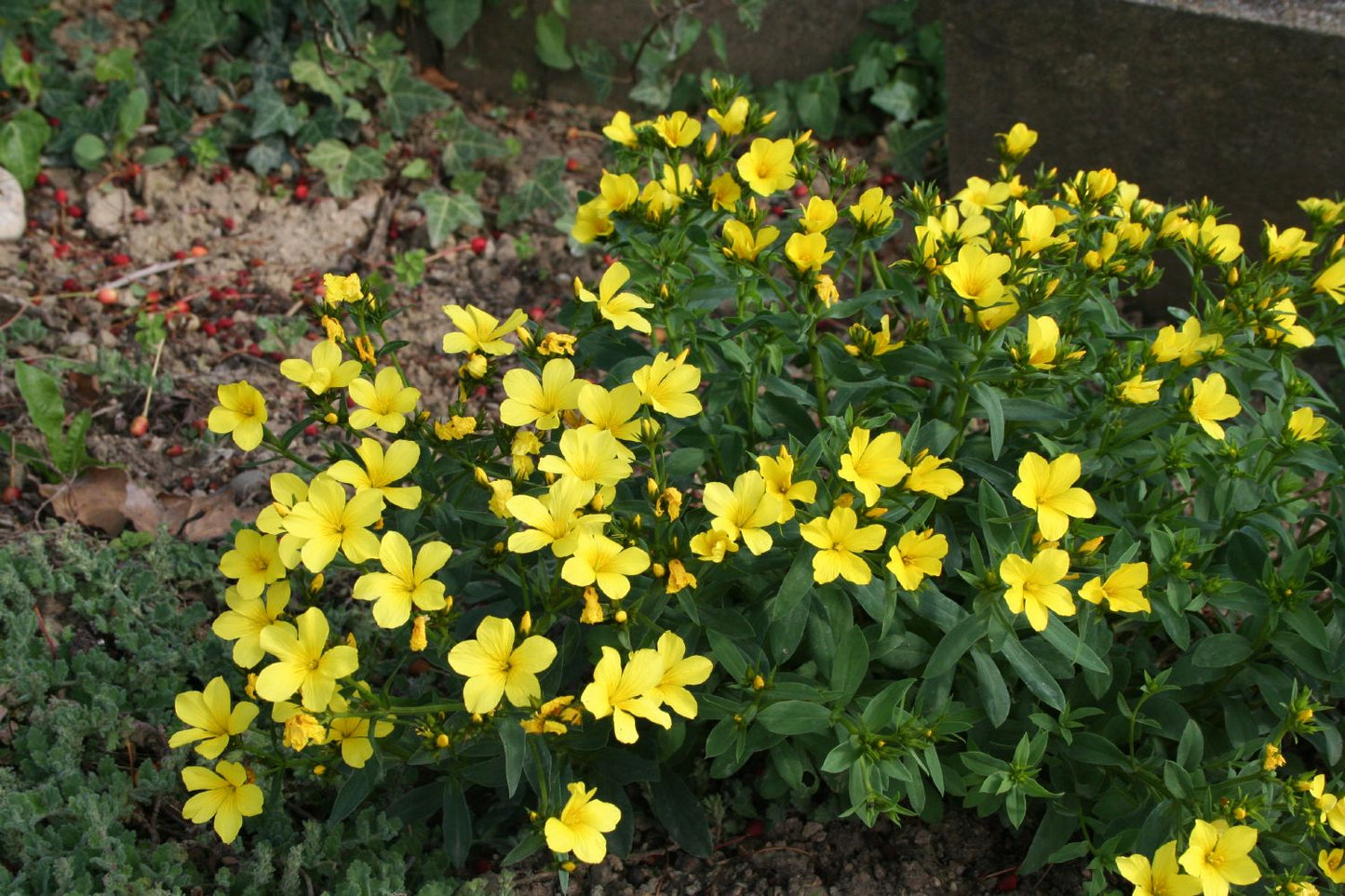 Linum flavum (Goldflachs (Gelbblühender Lein))