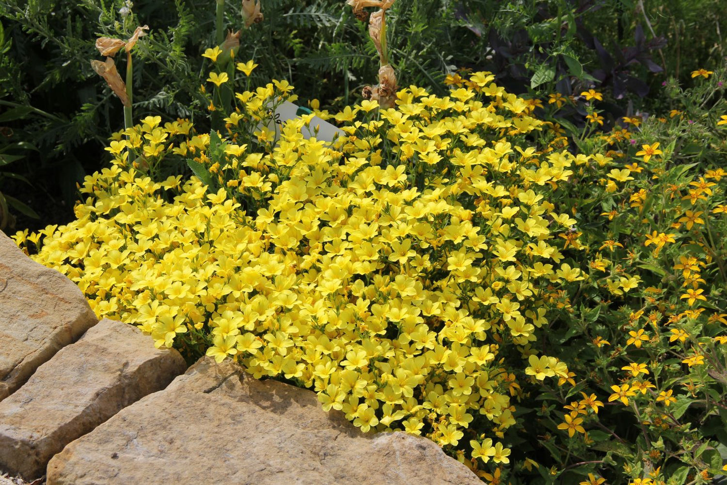 Linum flavum (Goldflachs (Gelbblühender Lein))