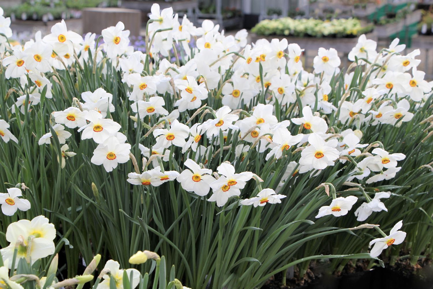 Narcissus poeticus 'Actaea' Dichter-Narzisse